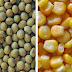 Soja y maíz en riesgo por la siembra tardía